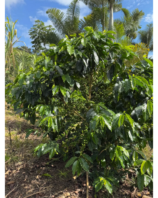 COLUMBIA YELLOW CLOUDS 250G , Piersica, Prune galbene, Mango, Ciocolata alba