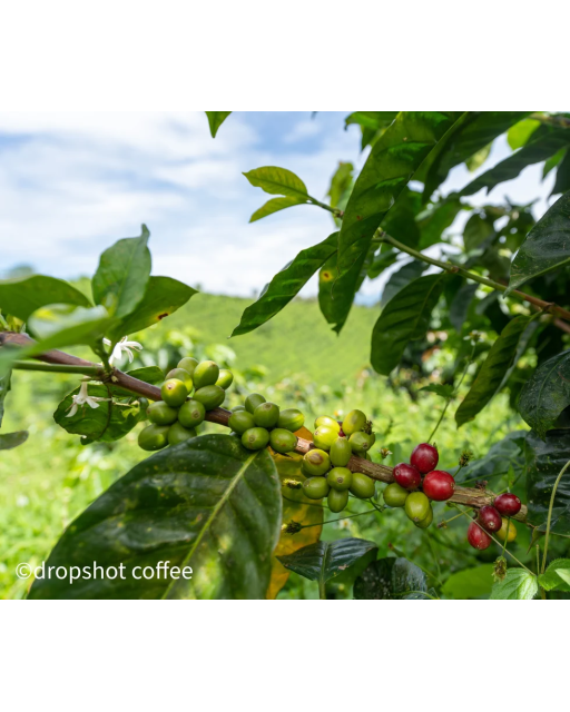 COLUMBIA EL VERGEL ESTATE 250G , Ciocolata cu lapte, Fructe de padure, Caramel, Alune de padure